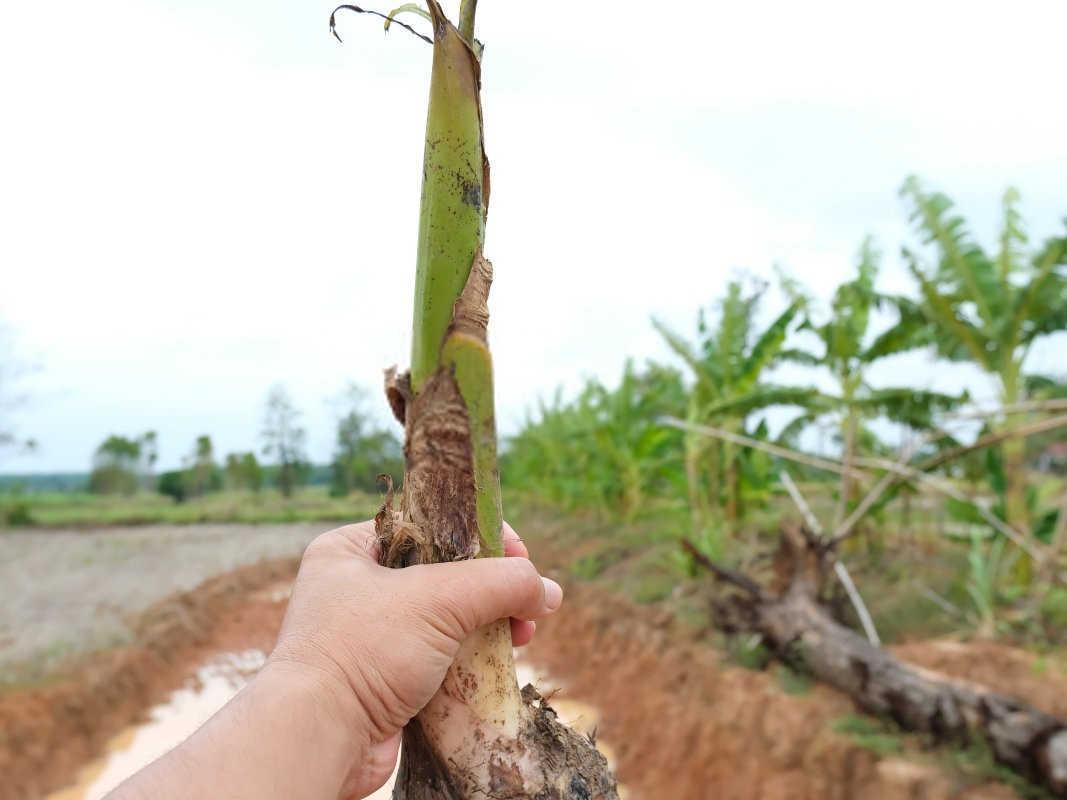 守护绿意盎然：全面攻略香蕉毛虫防治方法？