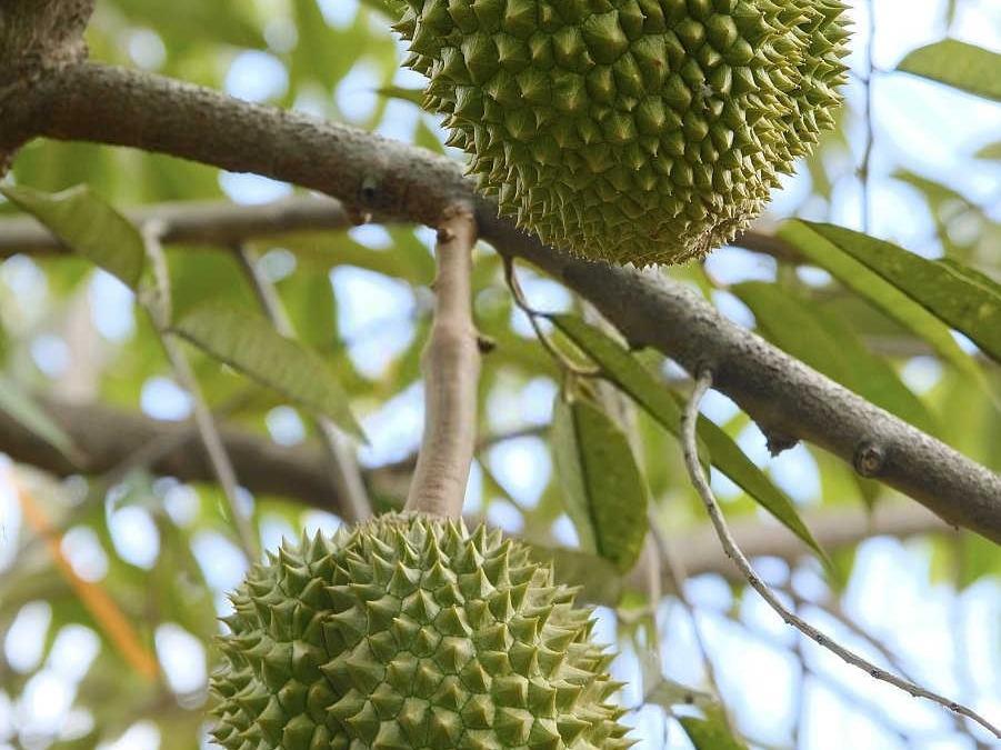 榴莲高产种植秘籍：掌握这些技巧，让您的榴莲园硕果累累