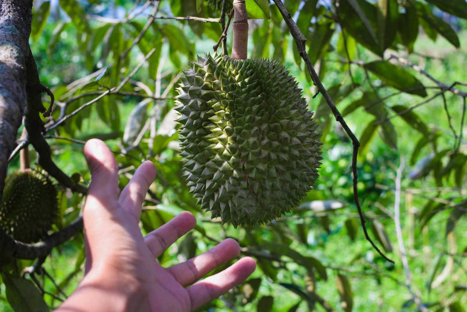 榴莲之疾：揭秘榴莲常见病症与防治秘籍