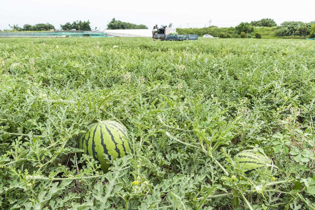 田间守卫者：西瓜根结线虫的防治策略与药剂选择