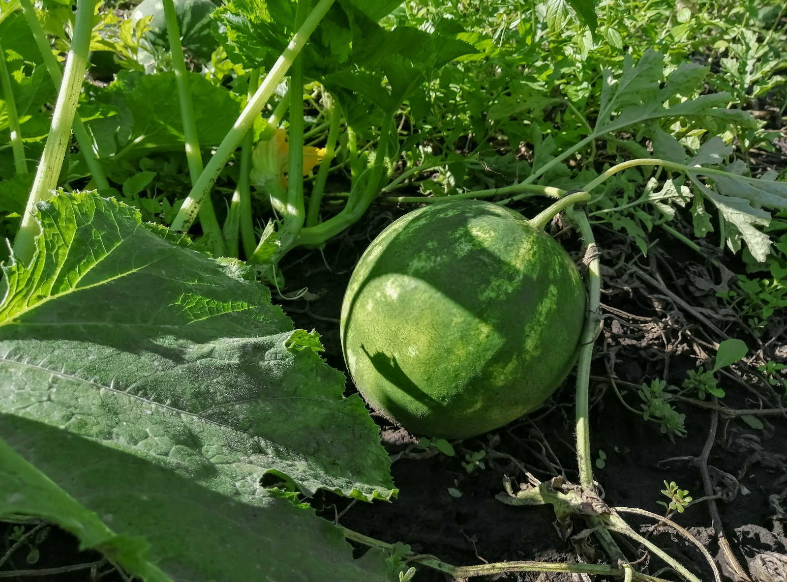 西瓜种植各个阶段应该施什么肥？