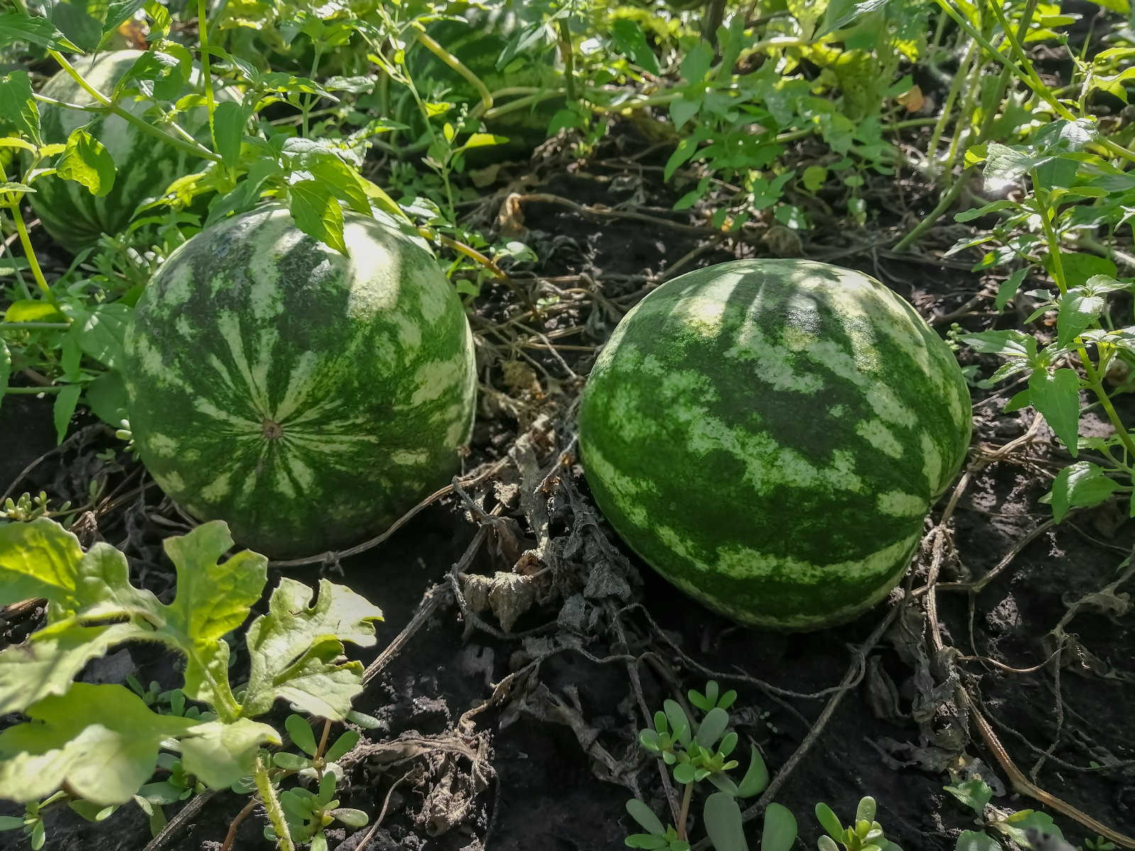 西瓜花腐病防治指南：确保健康丰收的关键措施