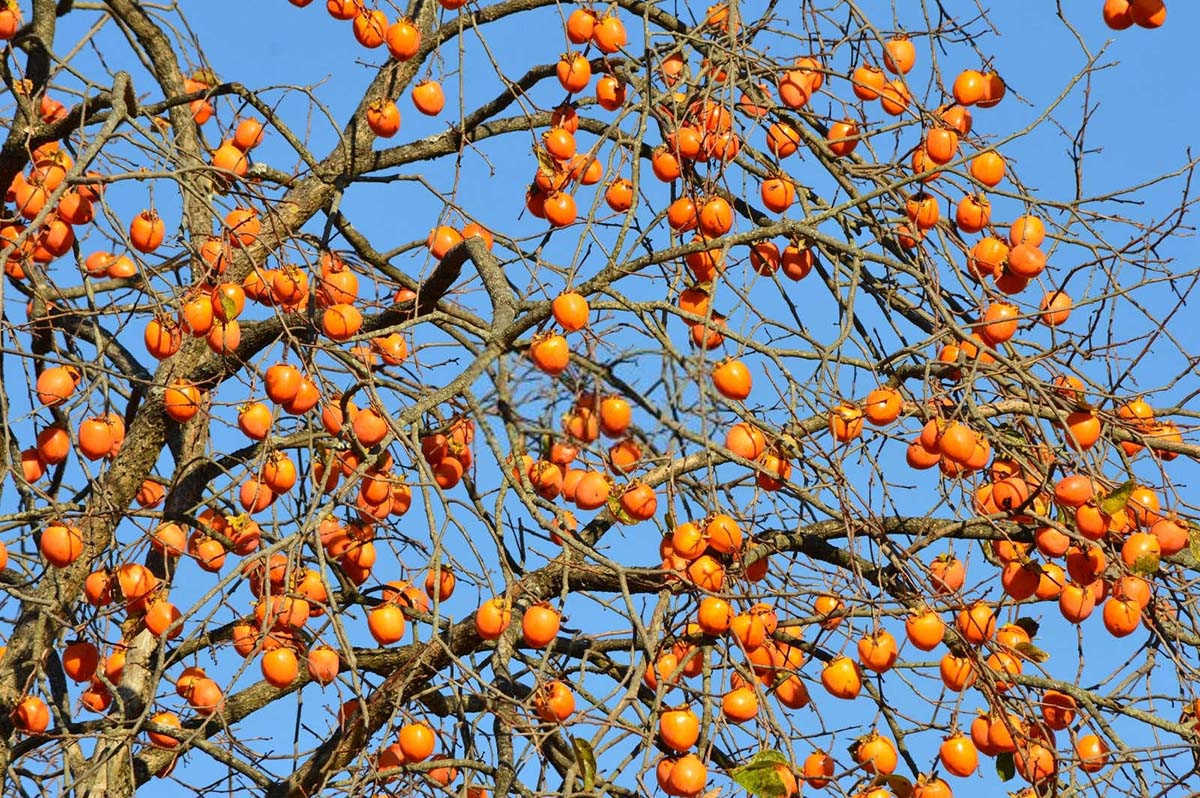 2026高浓度硫酸钾复合肥的作用与用途邳州柿树