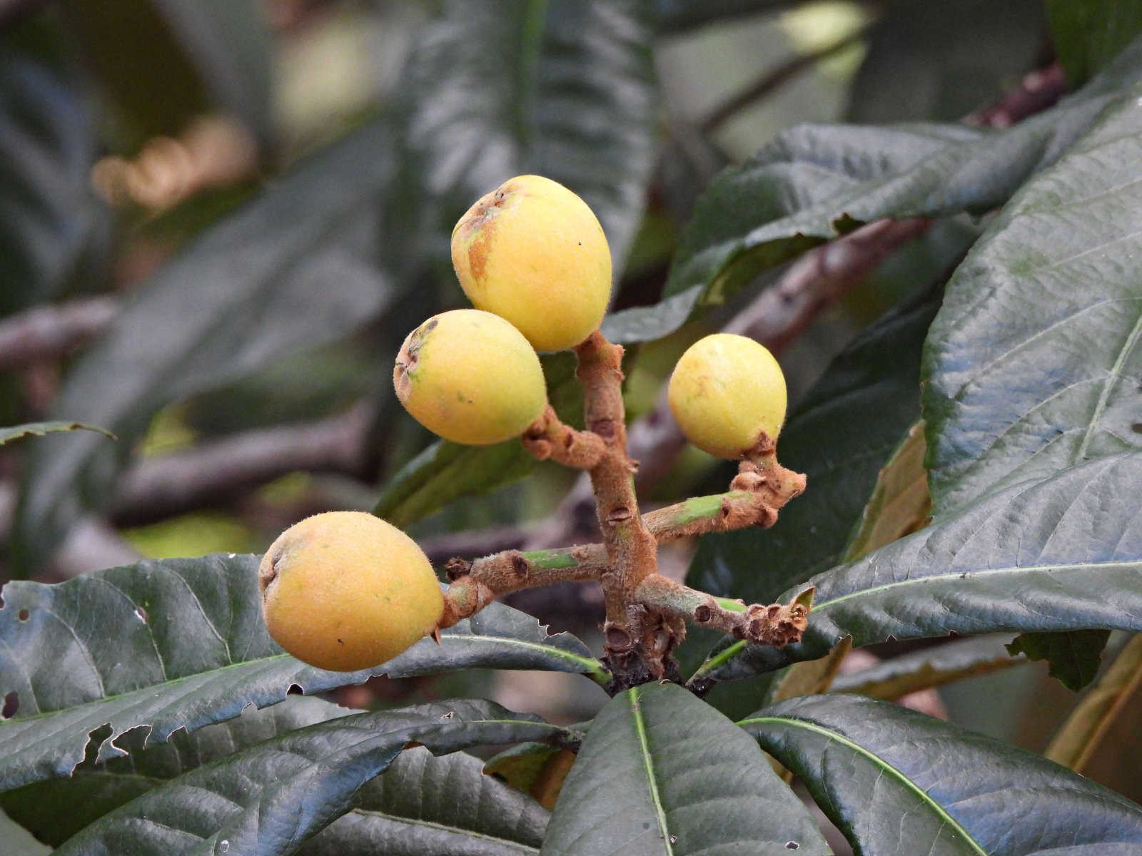 守护枇杷芬芳：科学防治花期病虫害策略