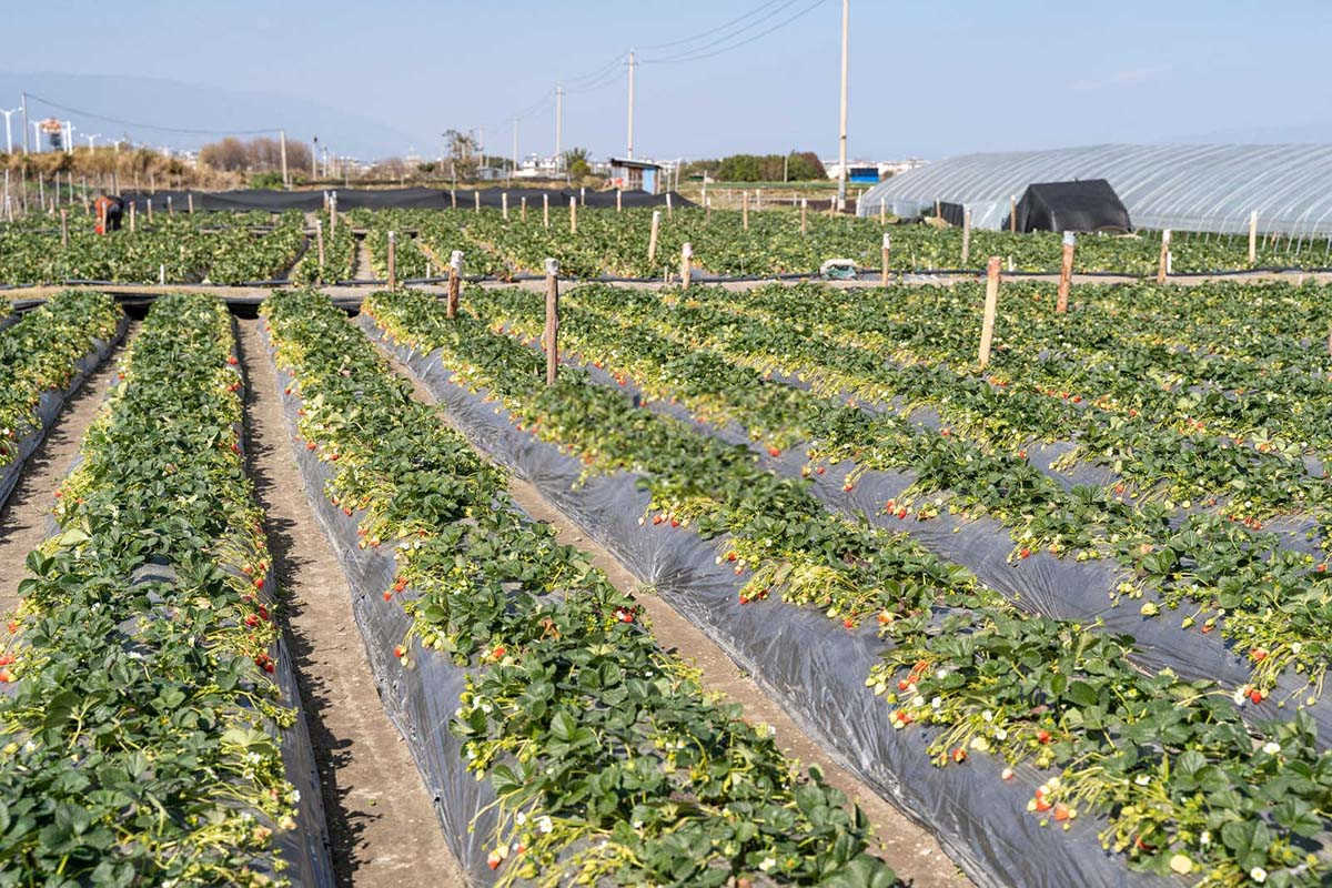 草莓种植该如何管理？12月份草莓种植的管理技术要点