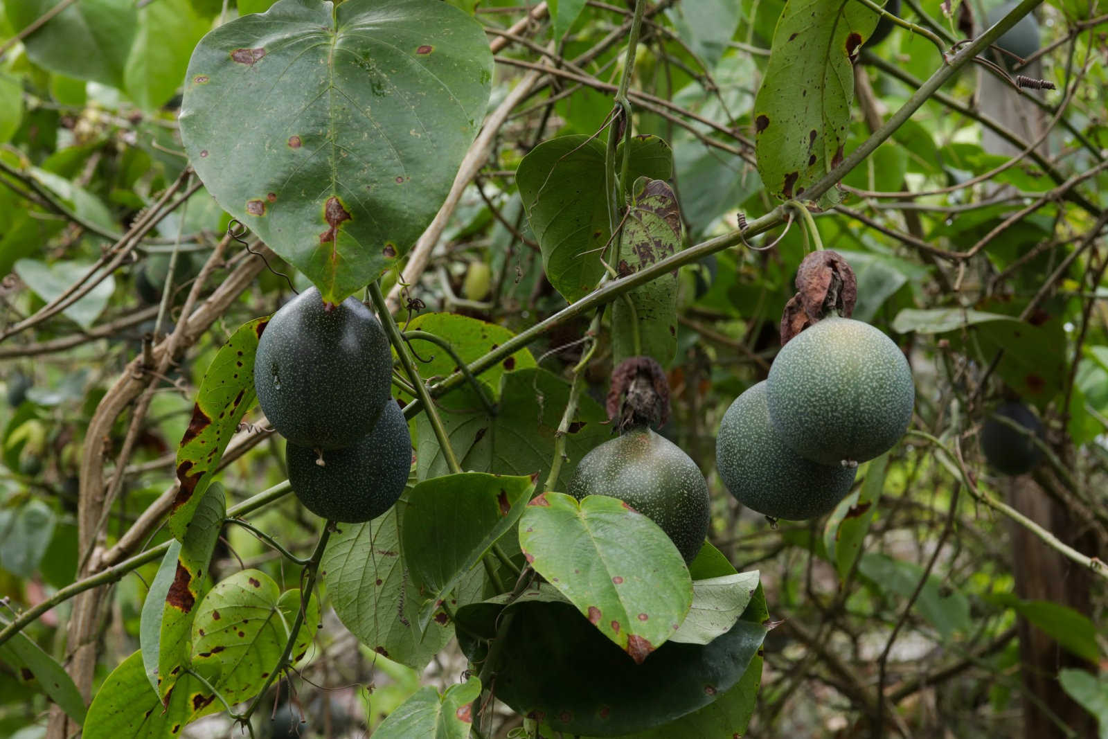 百香果生物肥料是什么东西做的？