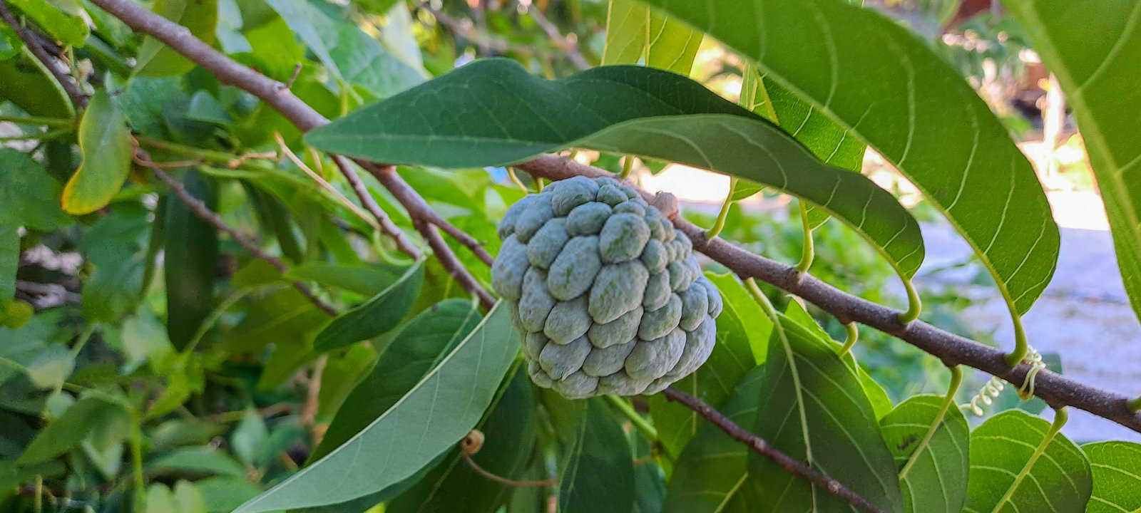 战胜番荔枝枯果病：策略与实践