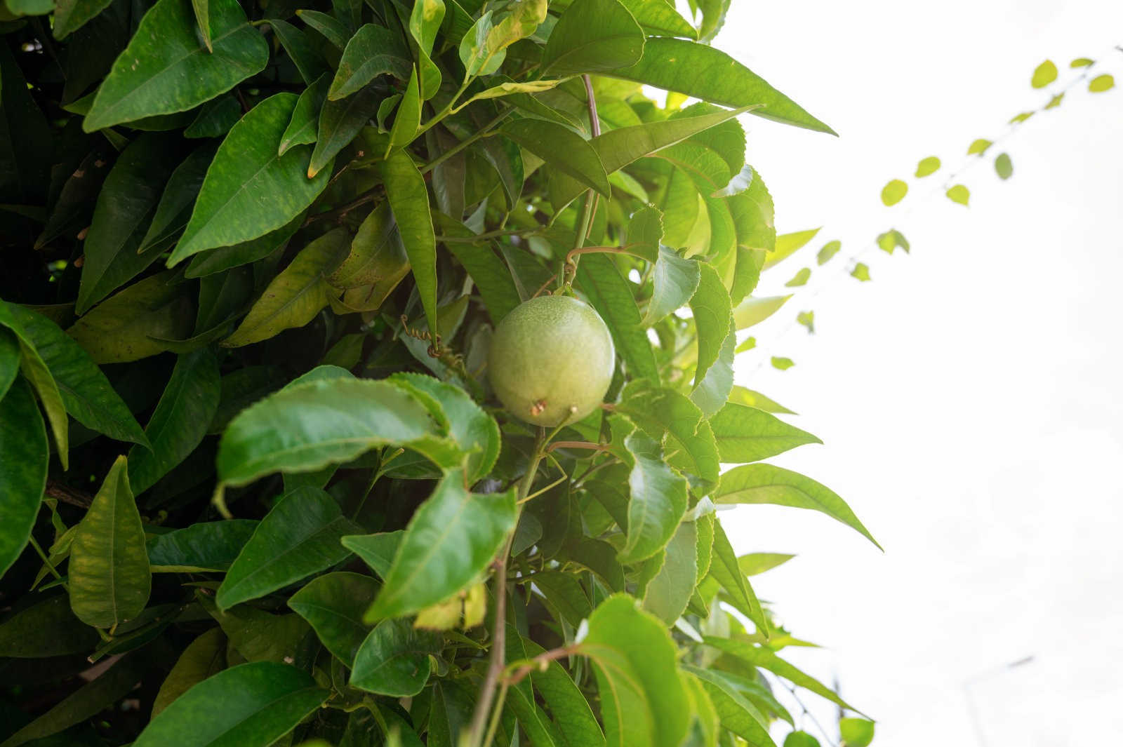 百香果种植时间:何时最适宜