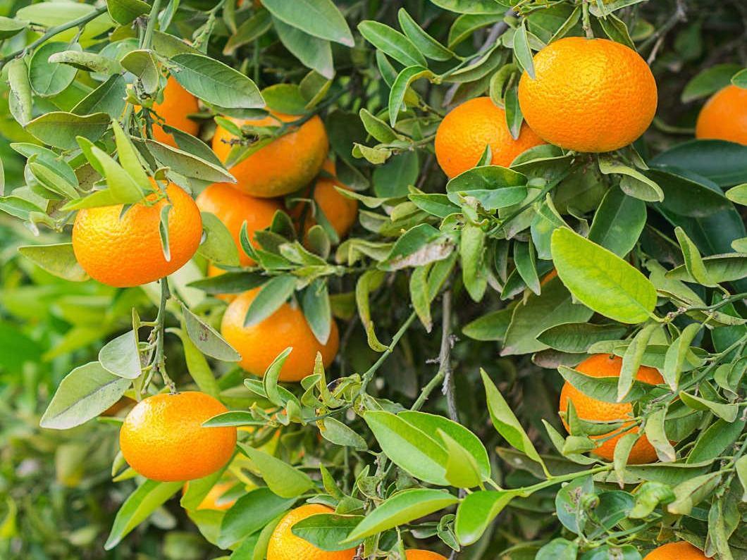 砂糖橘兰花控释肥和缓释肥的区别在哪儿孟州？