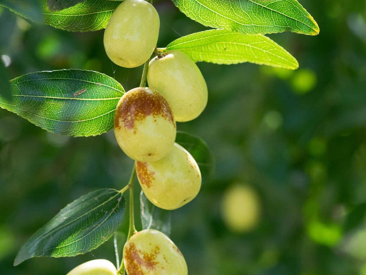 冬枣的奥秘：生长特性与促花保果管理技巧