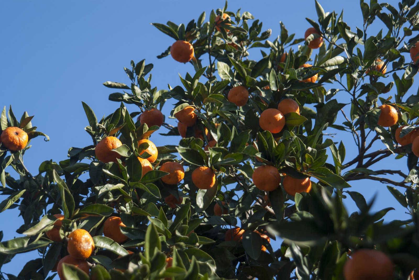 砂糖橘兰花控释肥和缓释肥的区别在哪儿孟州？