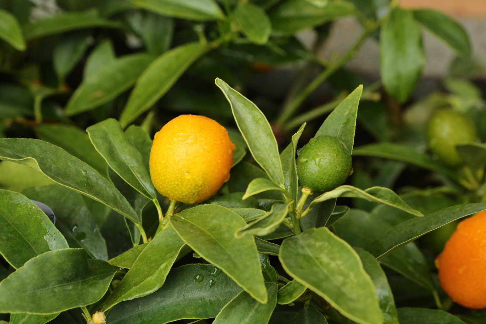 孟州金桔生物菌肥的正确使用