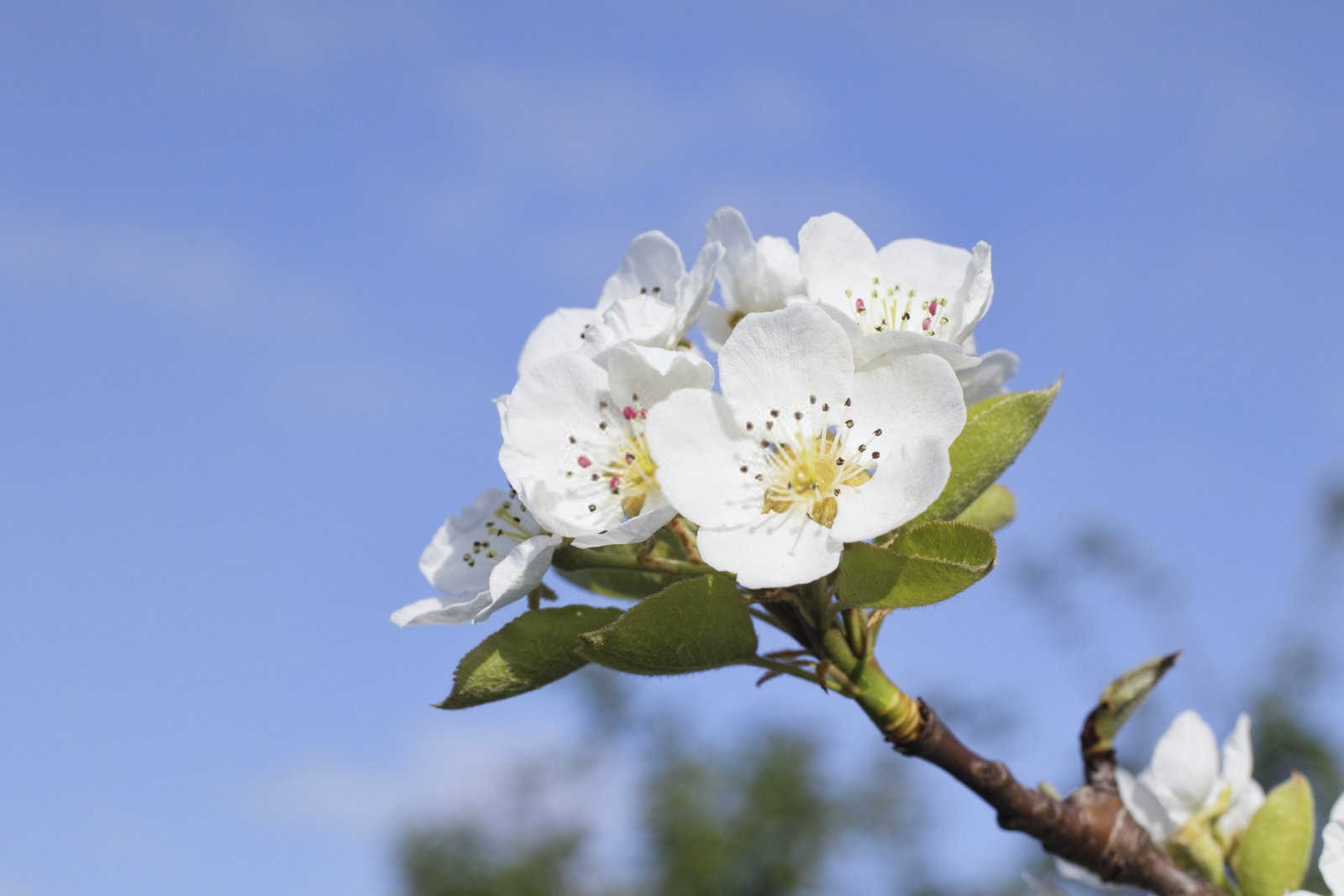 苹果缺磷会怎样？苹果缺磷的防治！