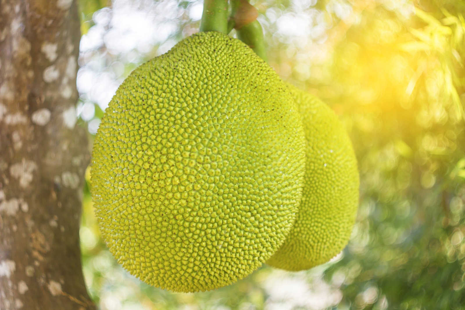 菠萝蜜生物有机肥肥效期多长时间合适用？