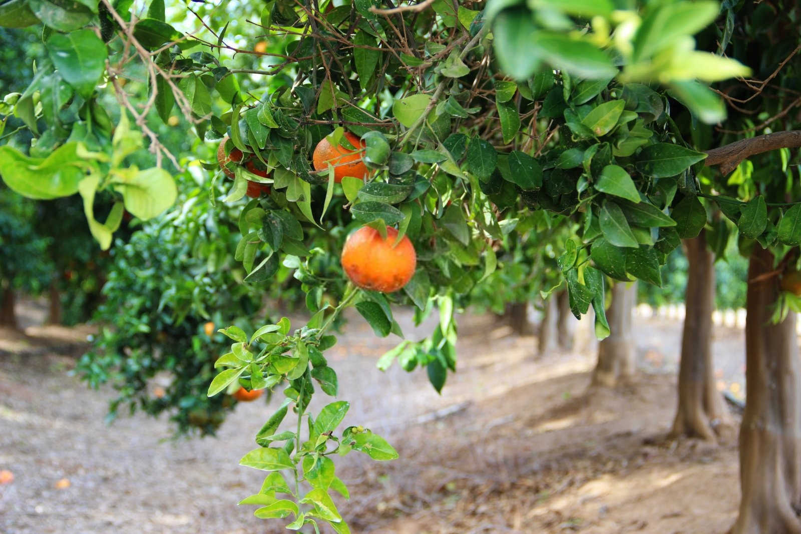 橙子种植三年苗几年可挂果？