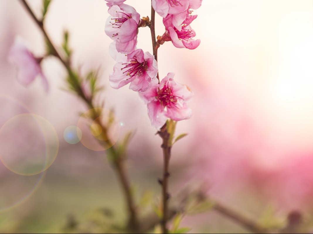 战胜桃花叶病：有效药物与综合管理策略