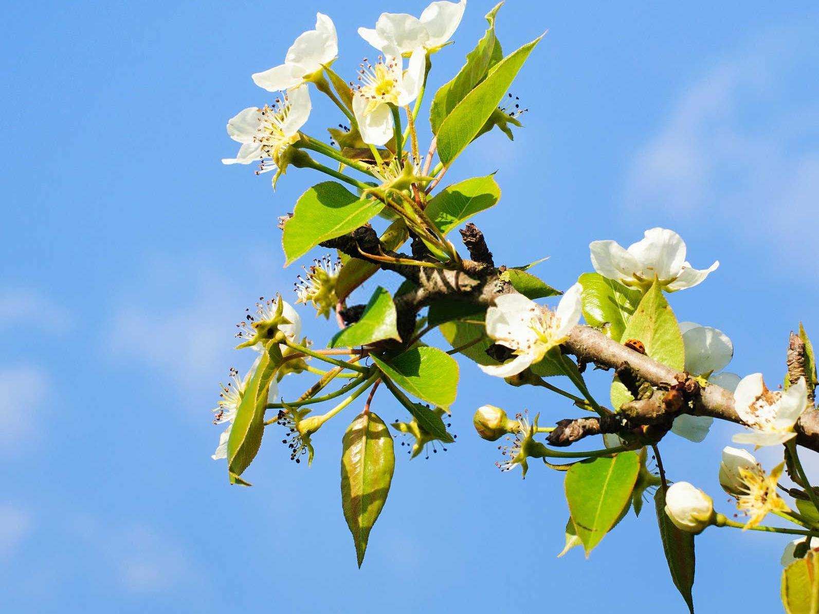 种植苹果时如何防治苹果穿甲蛾？