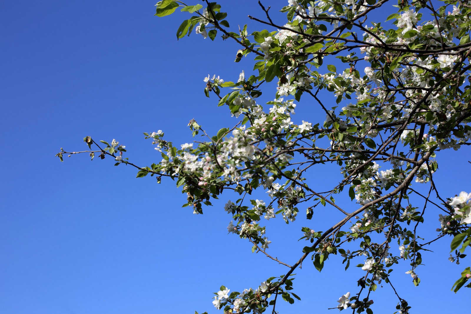 关键时期：6月防治苹果病虫害的策略与意义