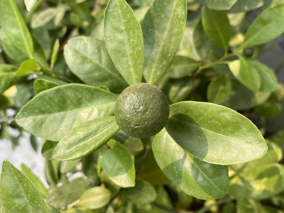 钙镁磷肥的肥效期砂糖橘