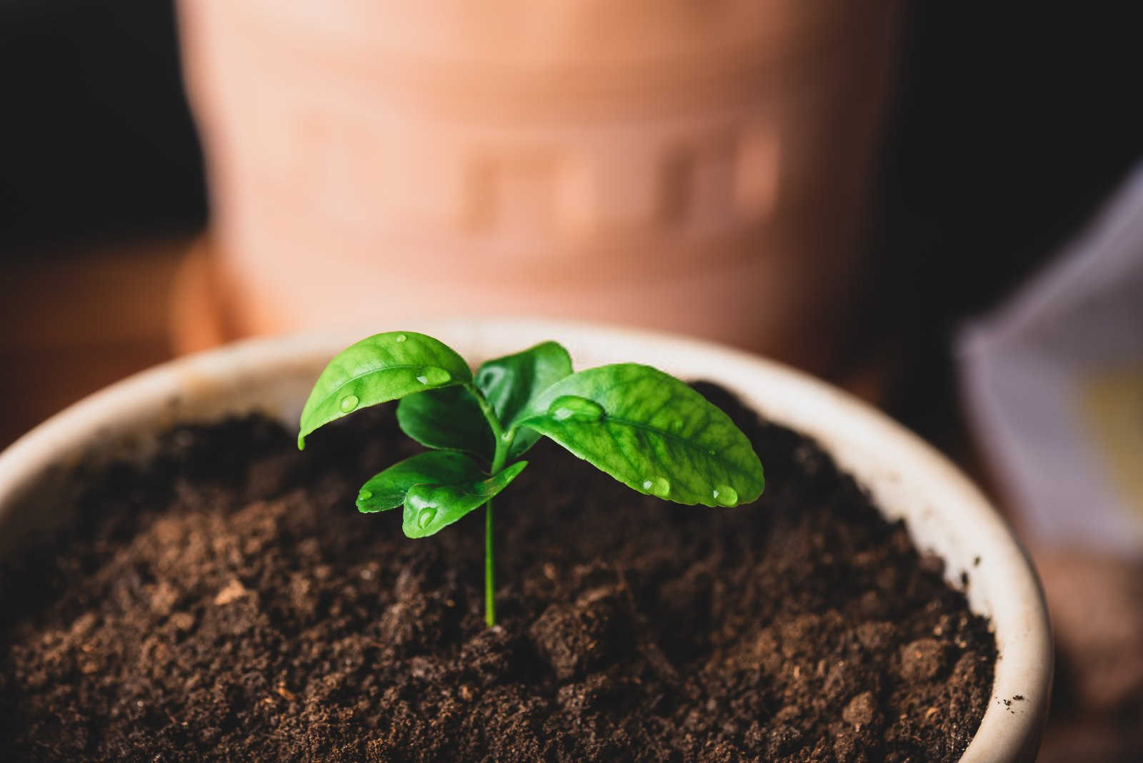 橙子种植三年苗几年可挂果？