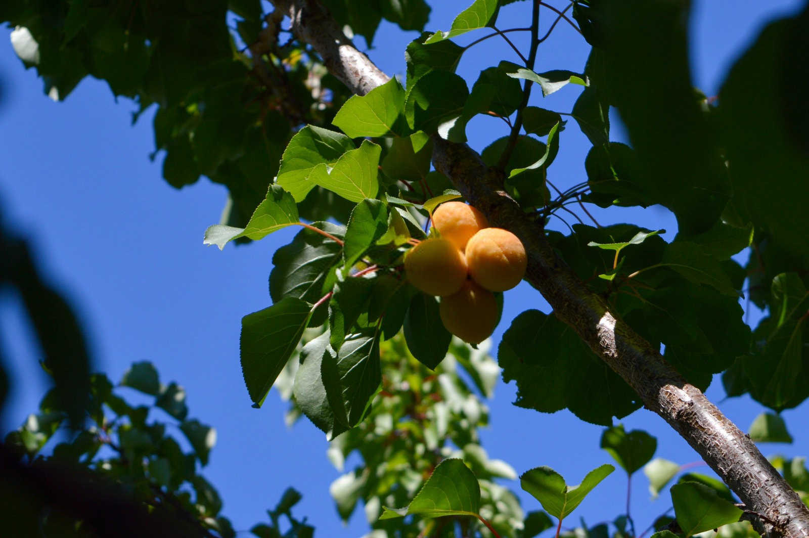 杏树种植方法，附种植管理？