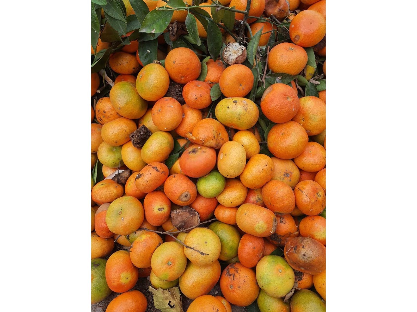 钙镁磷肥的肥效期砂糖橘