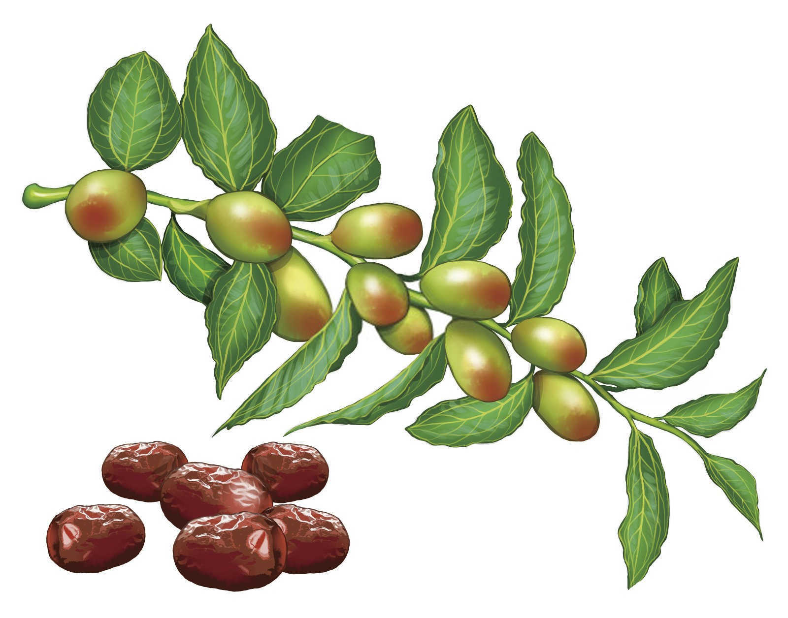 枣树专用水溶肥厂家直销批发