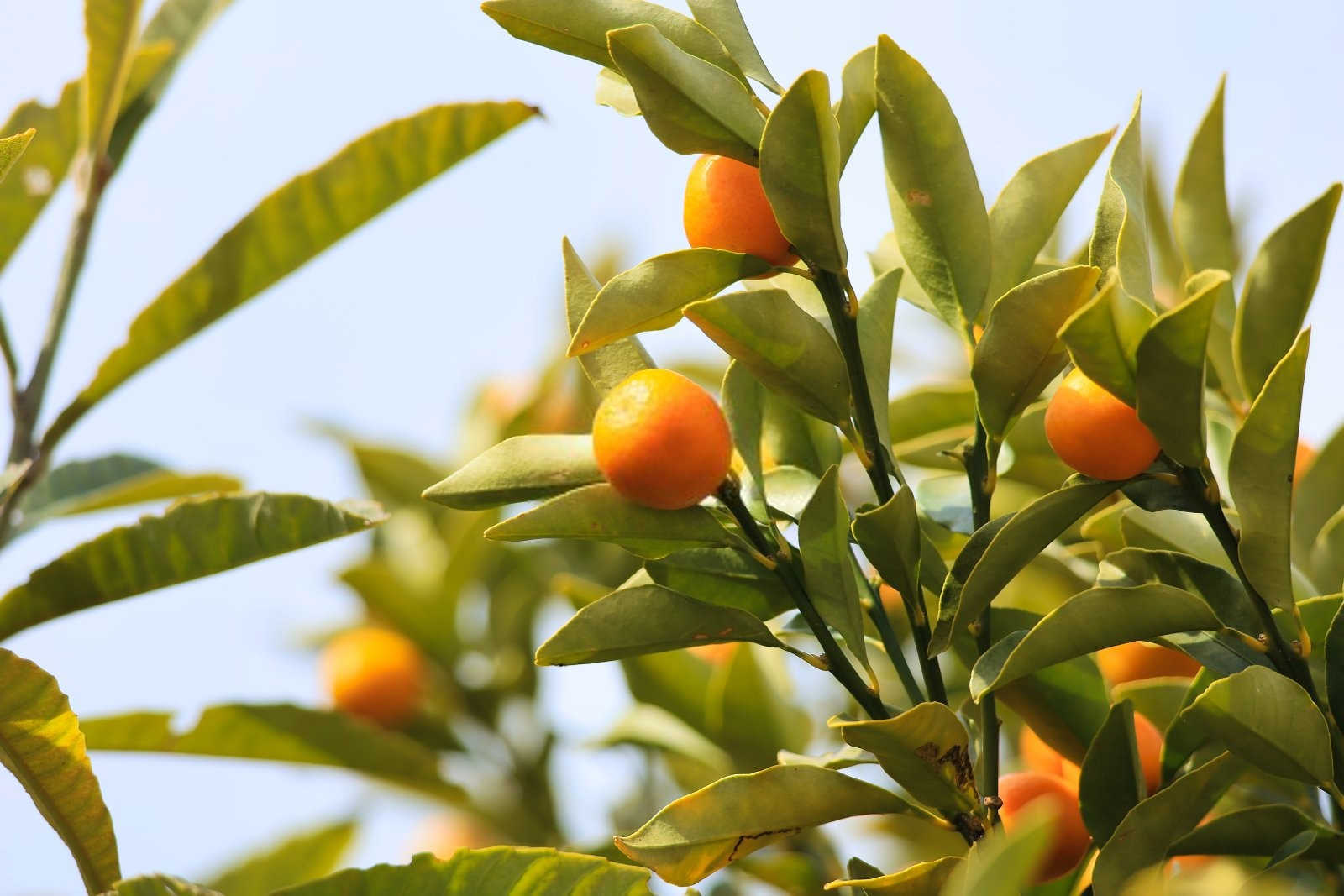 孟州金桔生物菌肥的正确使用