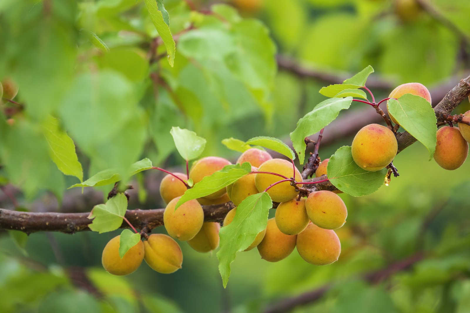 杏鲍菇怎么预防细菌危害？