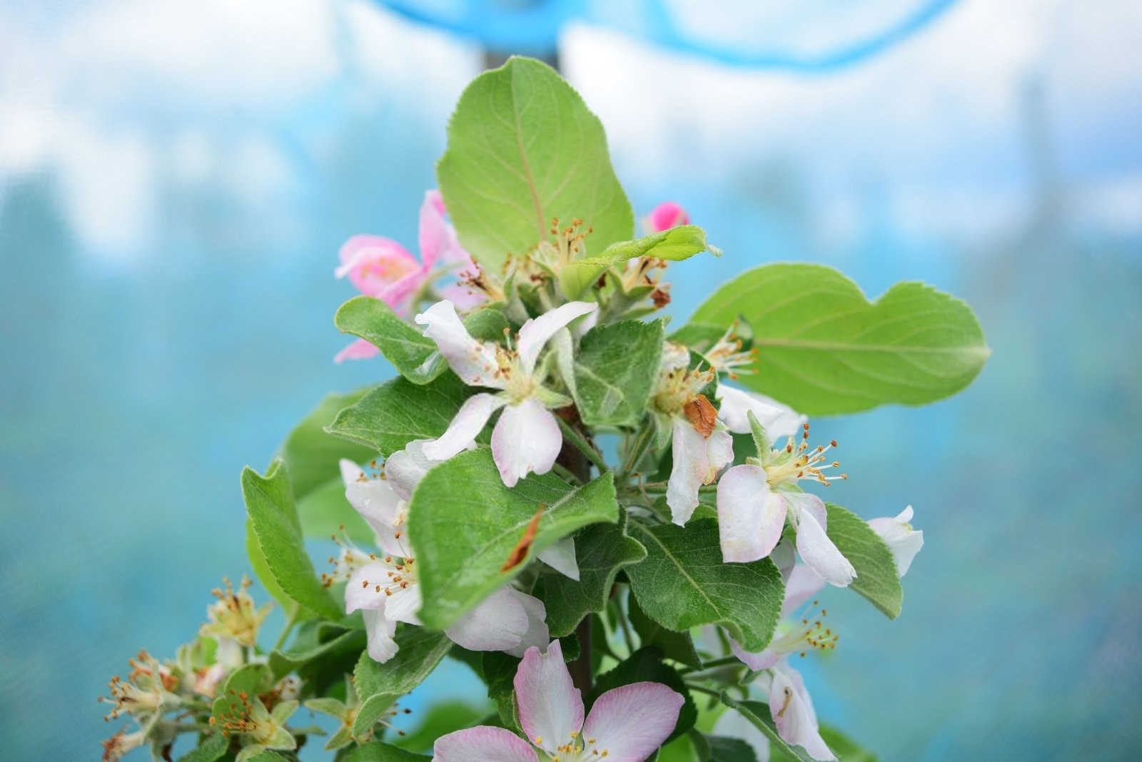 苹果树如何预防花期晚霜和低温冻害？