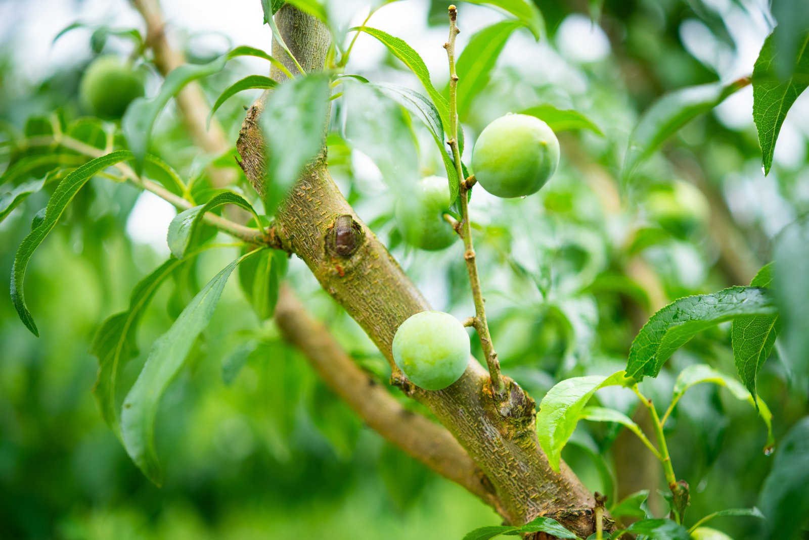 水溶肥厂家直销进口李子