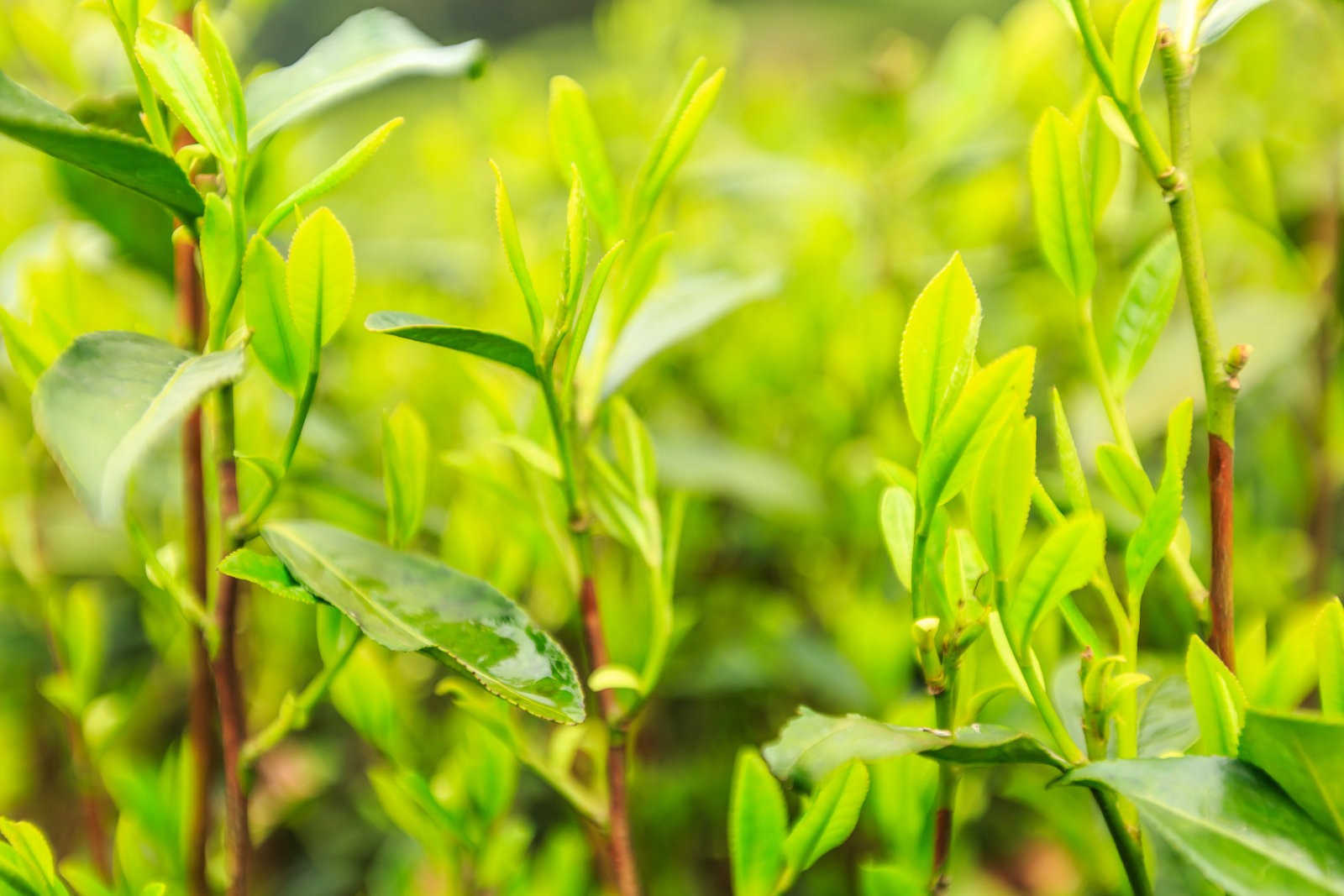 茶花叶子枯萎怎么办？控制好水分与光照轻松解决