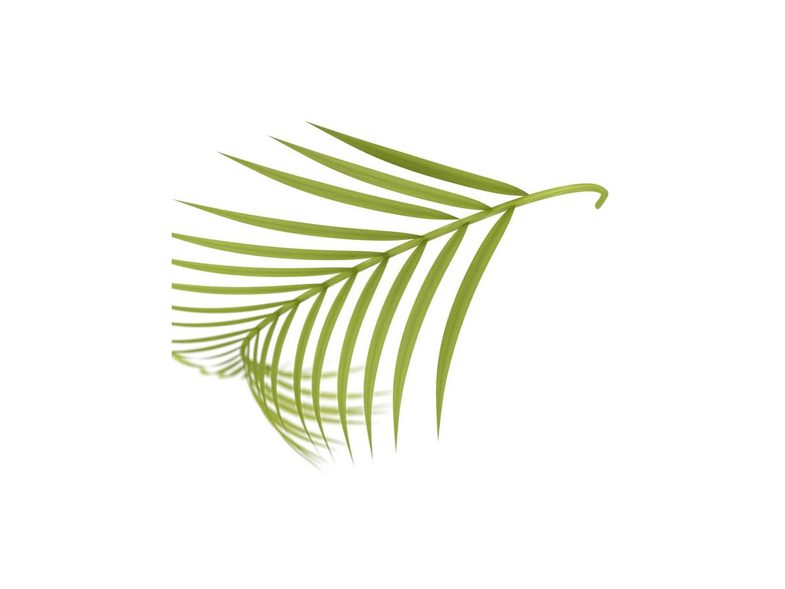 槟榔微生物菌剂是什么成分做的？