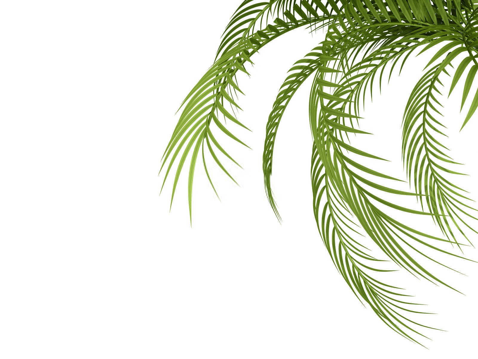 槟榔一斤复合肥兑多少斤水灌根？