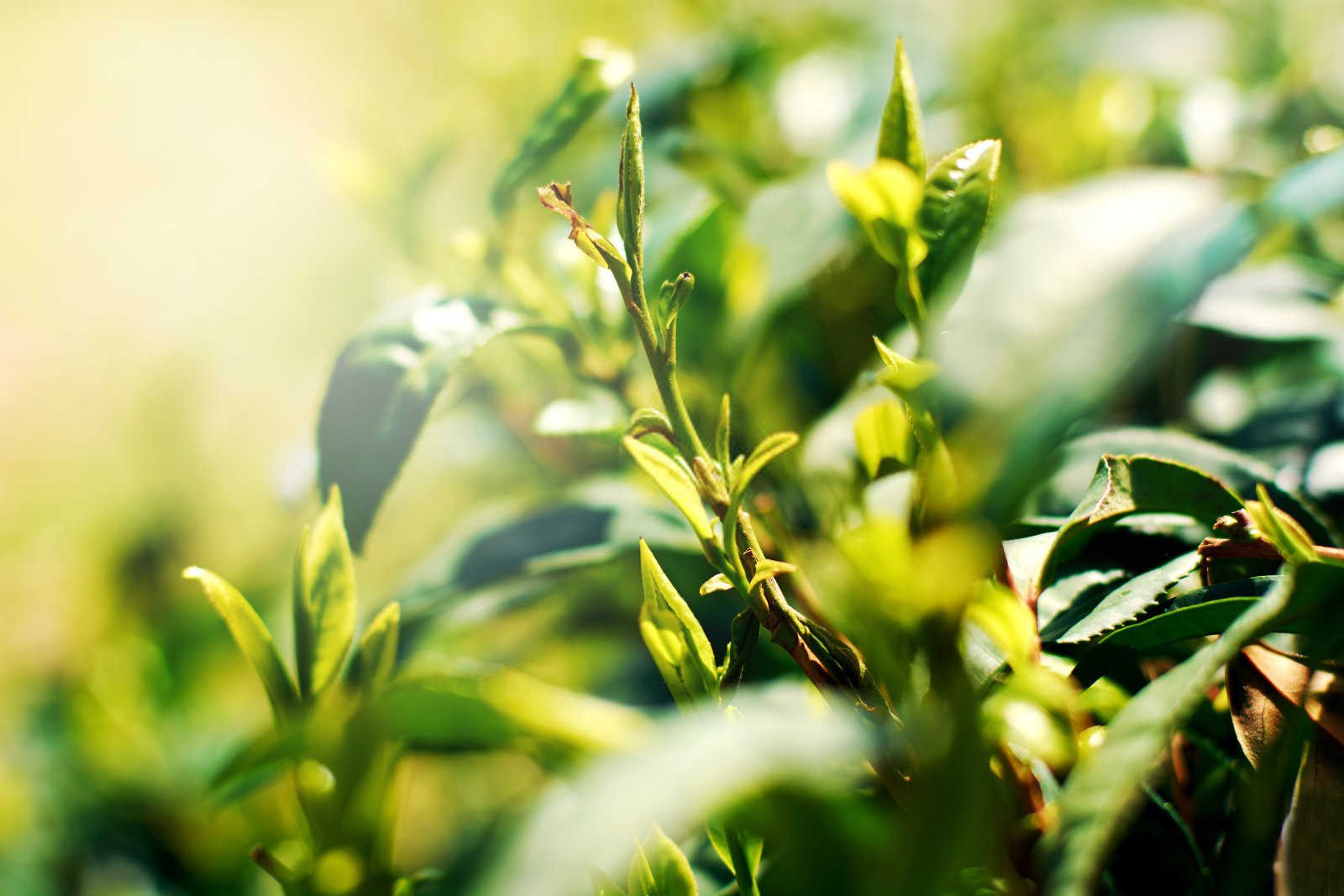 金花茶的种植方法？