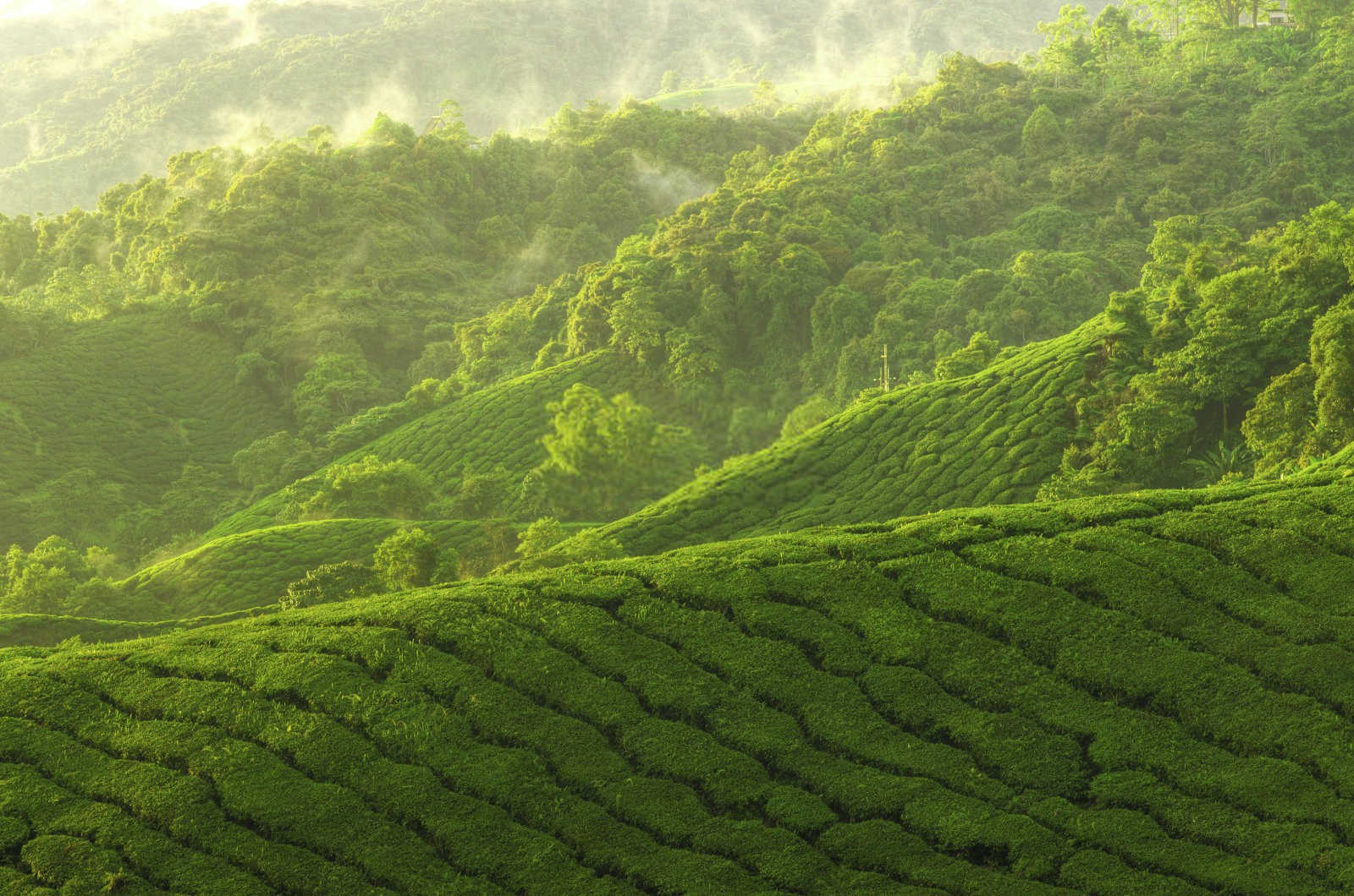 战胜茄子茶黄螨：有效防治策略详解