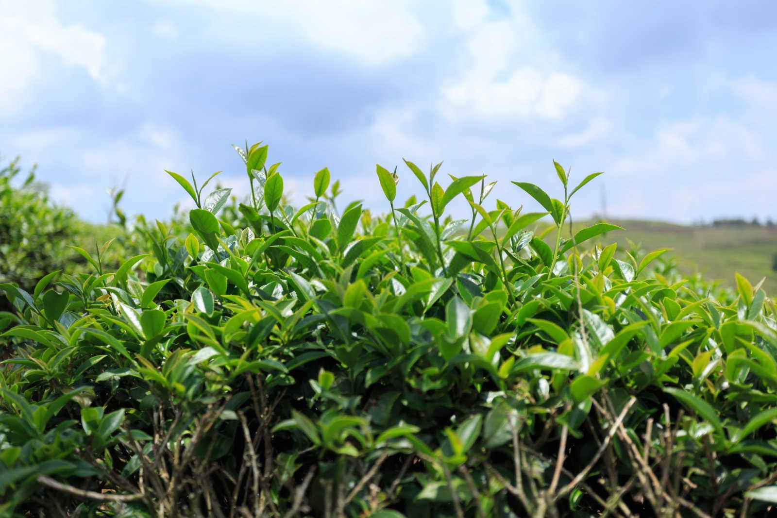 筑牢防线，共抗茶饼病——近期加强防治策略探讨