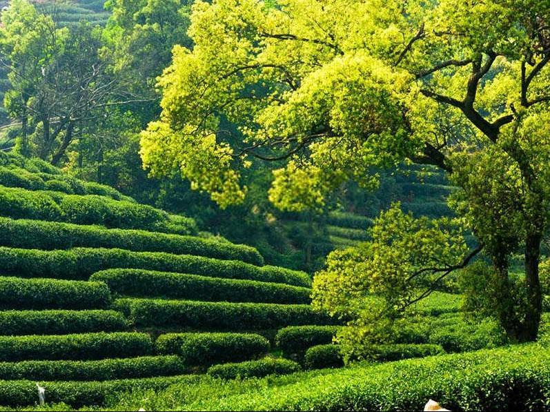 海藻矿源黄腐酸钾使用方法茶叶？