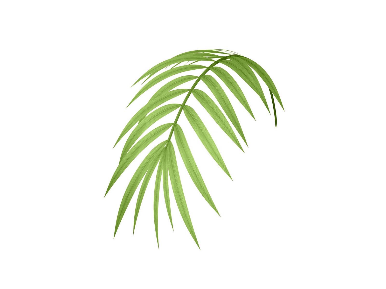 槟榔高磷高钾水溶肥合欢花