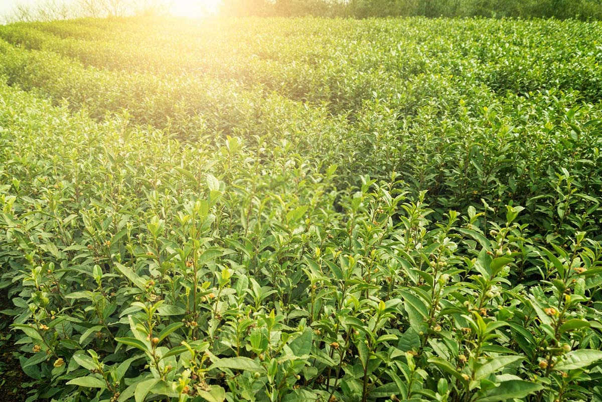 用锌肥可以浇茶花吗？