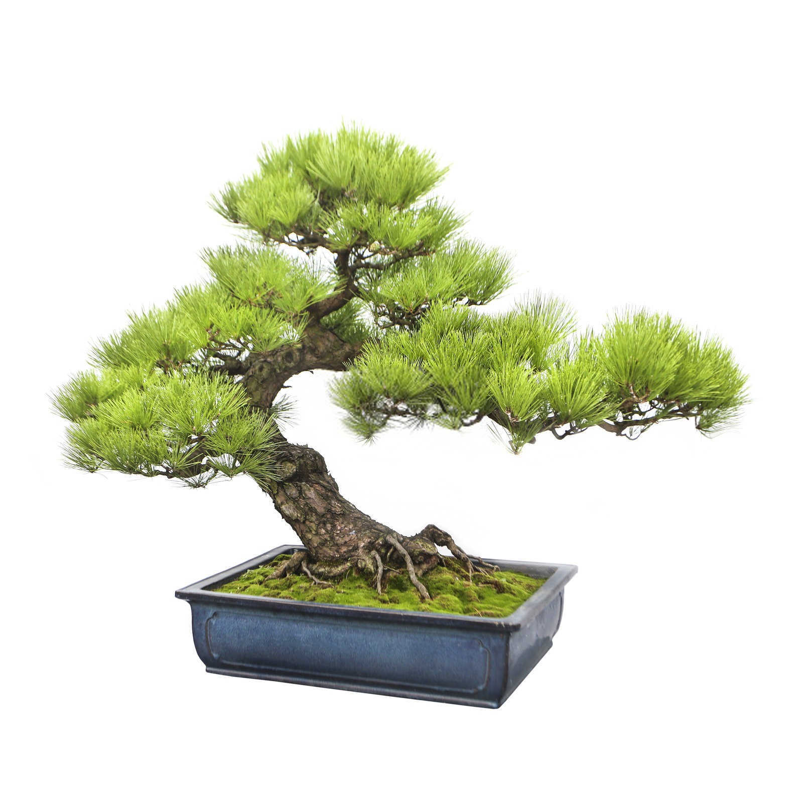 市生物肥批发商电话号码松树