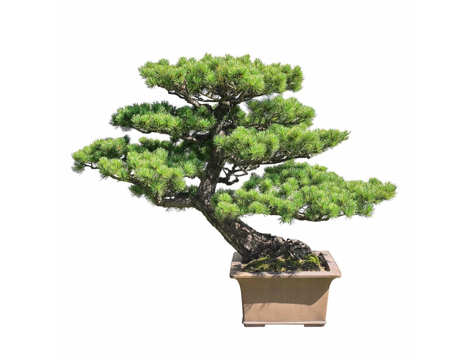 氮磷钾复合肥用于哪些花卉植物松树？
