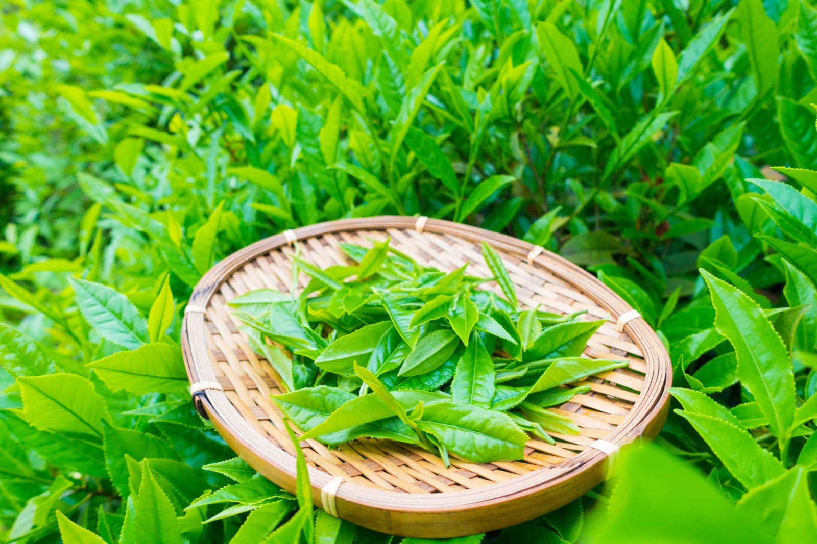 油茶：绿色黄金的种植效益解析