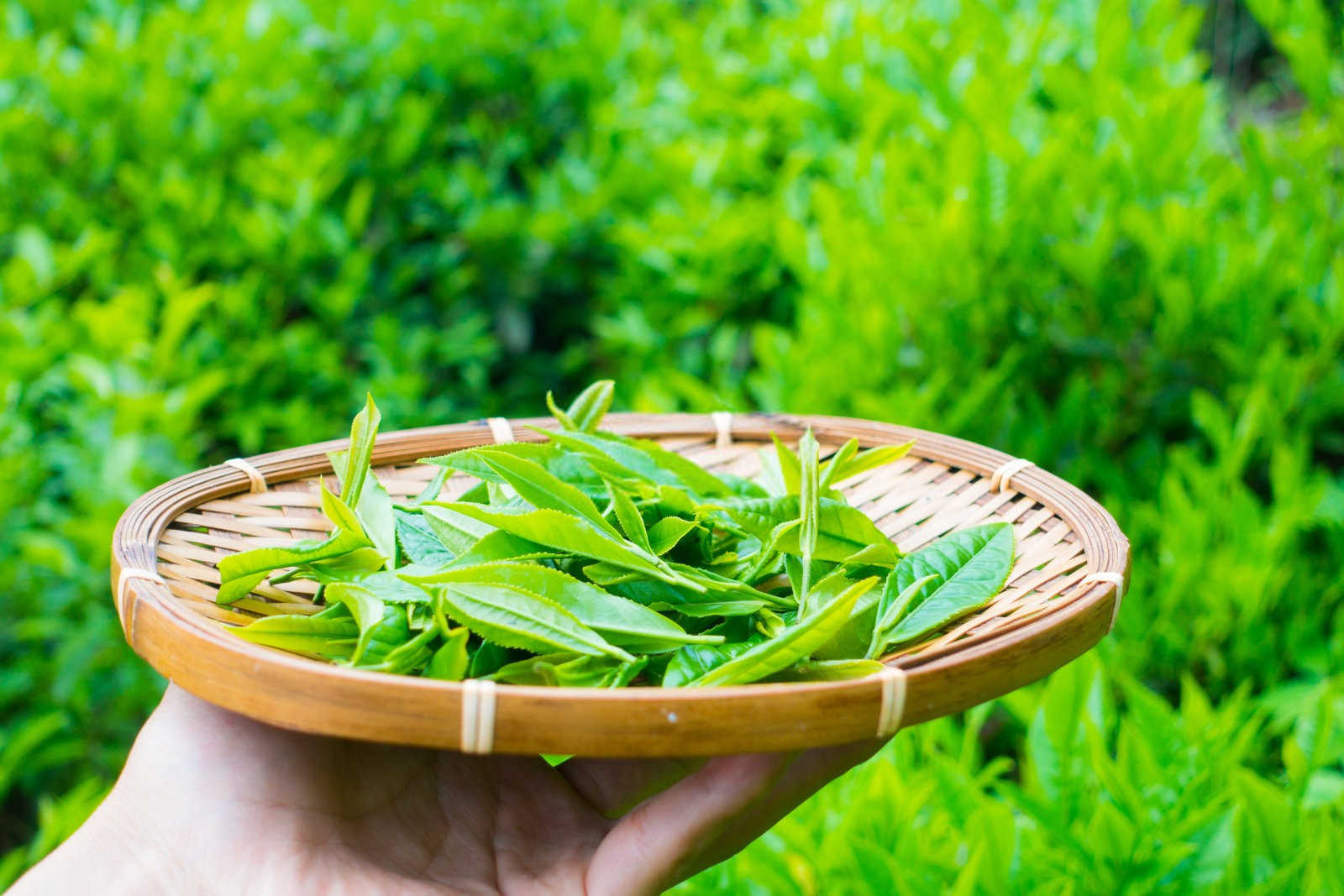 茄子茶黄螨的防治