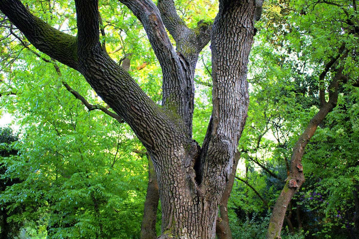 核桃树叶子畸形、焦枯原因