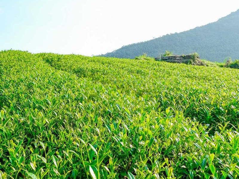 茶花水溶肥多久用一次？