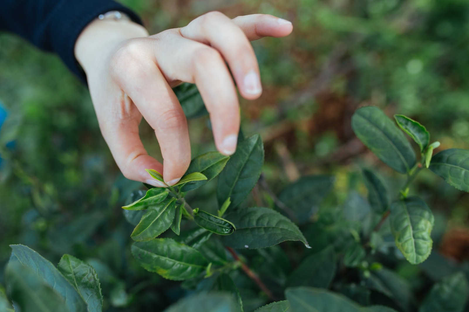 绿意盎然：茶园病虫害的生物防控策略