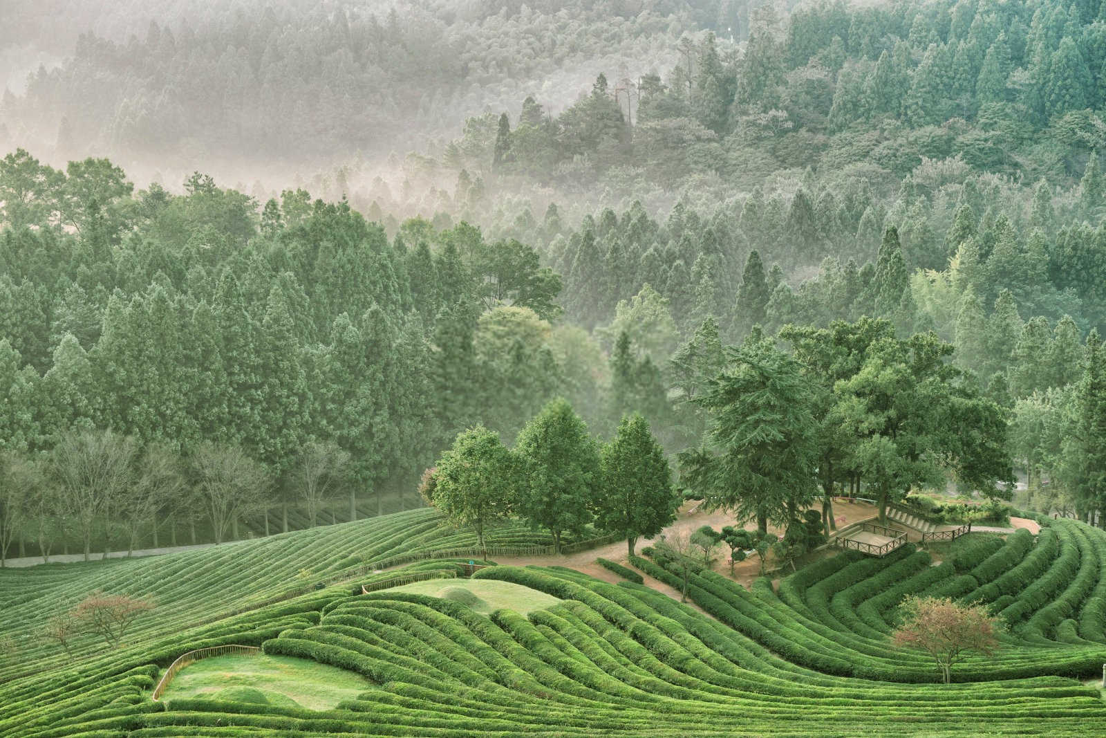北京果树专用肥通用型号有哪些种类的茶园？