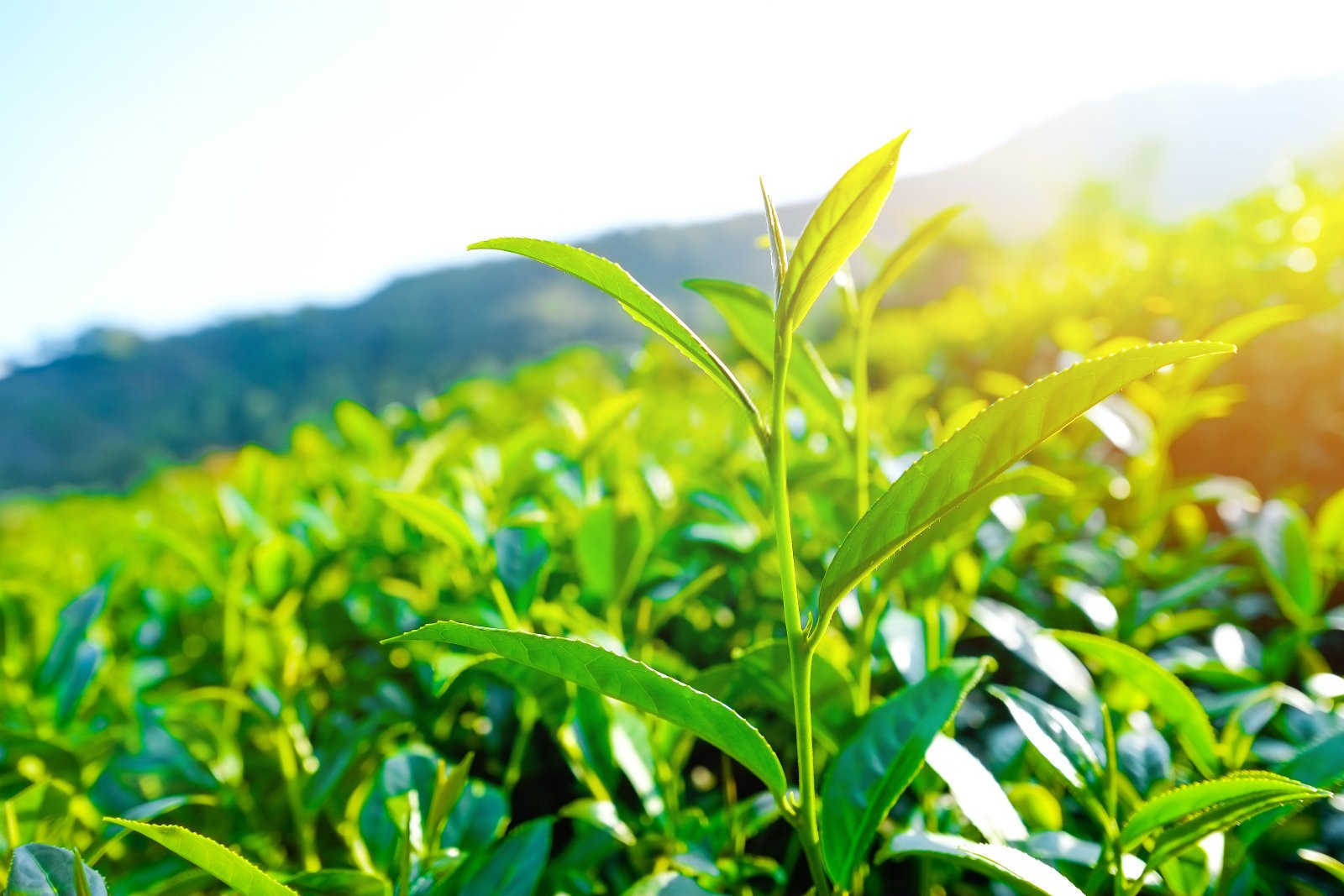 酸性土壤对于茶树种植有哪些好处？