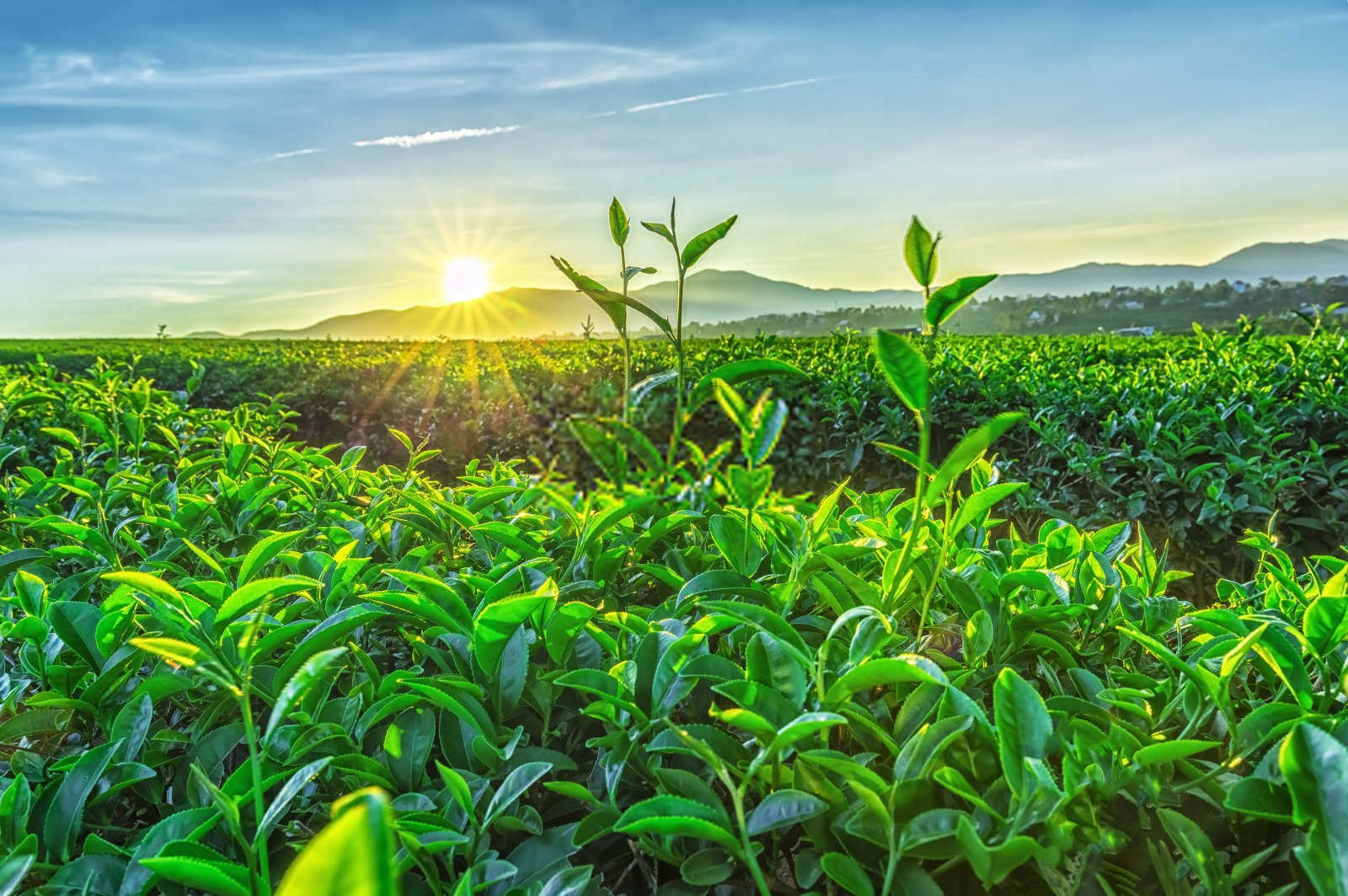 茶梅：悠享园艺之趣，掌握养殖与修剪的艺术